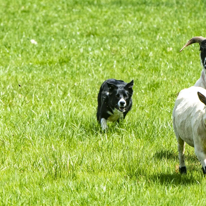Ela with sheep